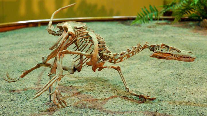 Скелет велоцираптора, одного из самых известных представителей тераподов. Название этого рода хищных динозавров можно перевести с латинского как "быстрый охотник".