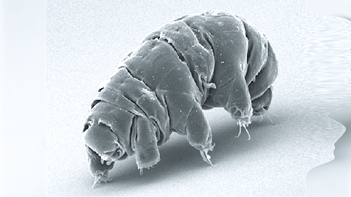Микроскопические беспозвоночные животные типа Tardigrada (тихоходки) знамениты своей феноменальной выносливостью.