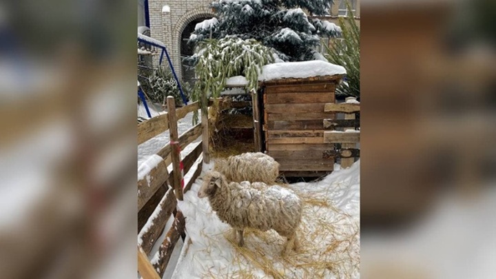 В Воронеже появился рождественский вертеп с живыми овечками
