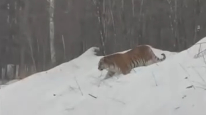 Тигр покрасовался перед приморцами на лесной дороге