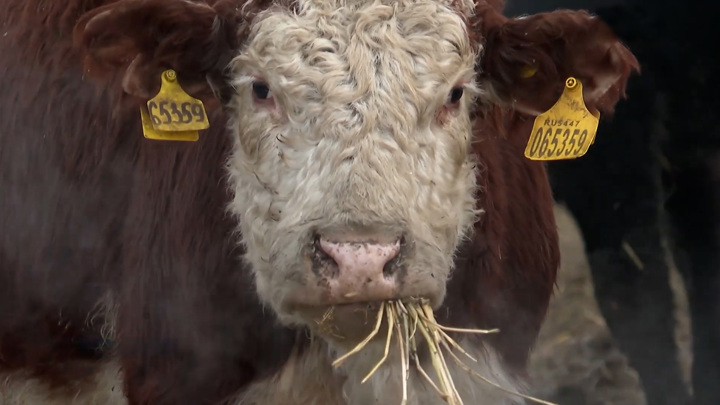 В Новосибирской области коров будут пасти ковбои