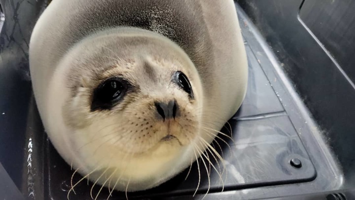 "В лесу рыбы нет!": на Сахалине спасли заплутавшего тюленя