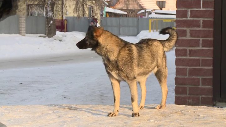 Алтайские депутаты внесут в Госдуму предложения по проблеме бродячих собак