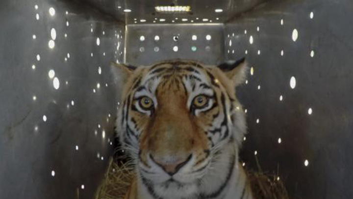 Осужденные будут делать контейнеры для перевозки амурских тигров