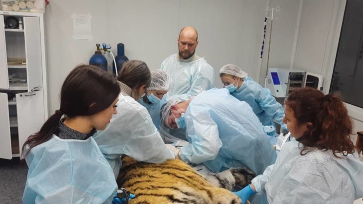Приморские ветеринары сделали тигру операцию по удалению клыка