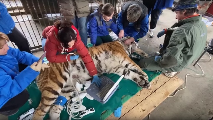 В Челябинске амурская тигрица Лаффи проходит обследование