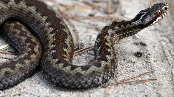 Логово ядовитых змей обнаружено в Челябинской области