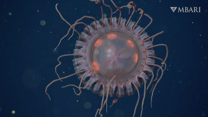 Медуза ранее неизвестного вида Atolla reynoldsi.