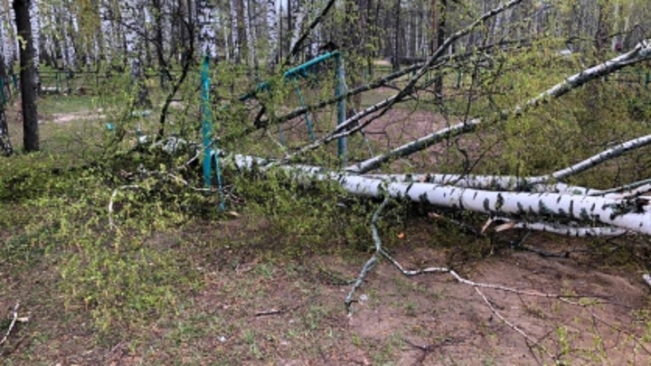 В Мордовии возбуждено дело после падения дерева на девочку