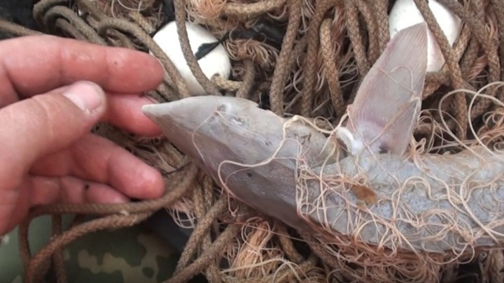 Житель Дагестана наловил краснокнижной рыбы на 31 миллион рублей