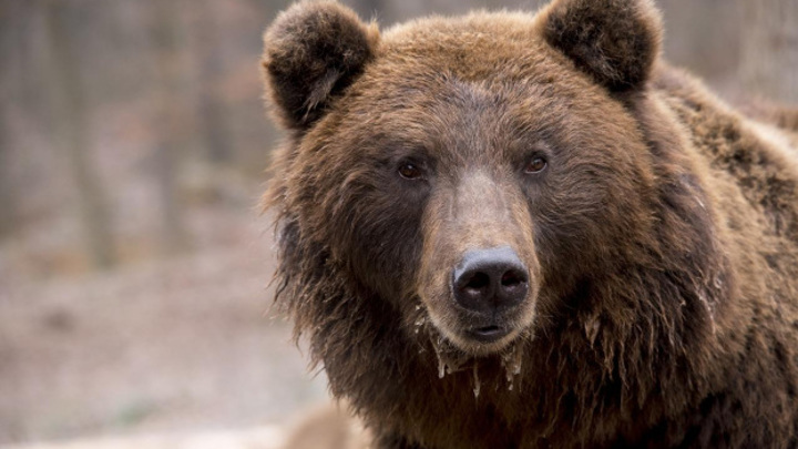 Легковой автомобиль сбил двух медведей на Камчатке