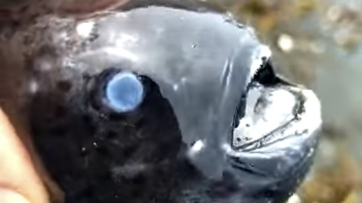 Житель Курил нашел на берегу жуткое существо с голубыми глазами