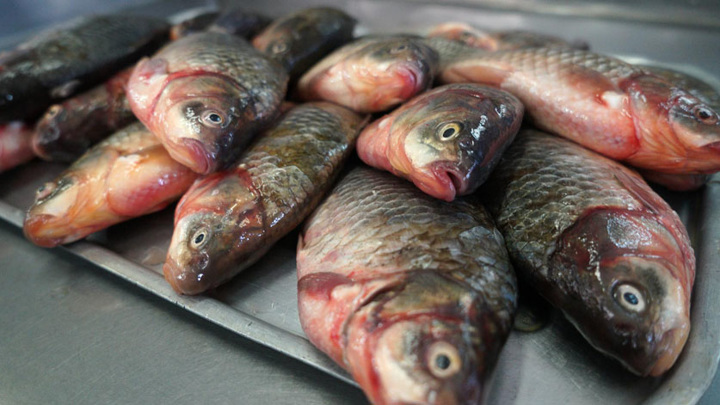 Незаконный оборот более 50 тонн рыбной продукции пресекли в Приамурье