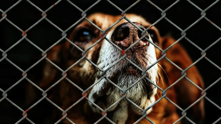 Саратовские НКО претендуют на получение грантов на приюты для животных
