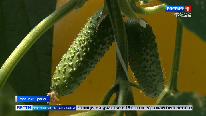Кабардино-Балкария наращивает производство овощей на открытом и закрытом грунте