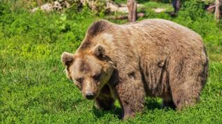 Медведица напала на жителя Кезского района Удмуртии